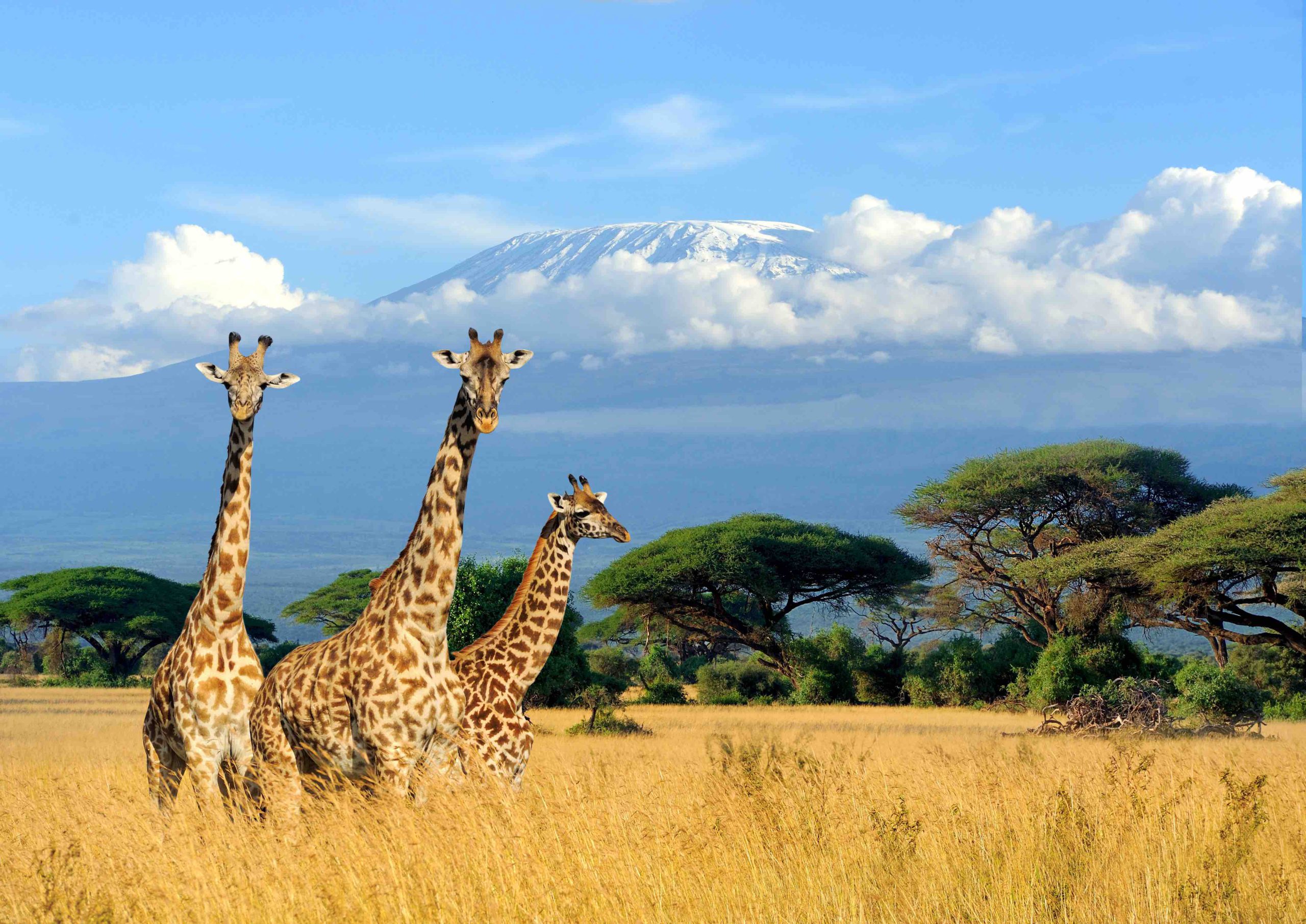 Cape Town winelands and wildlife